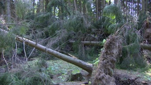 I v lesích se stále likvidují škody po bouřkách