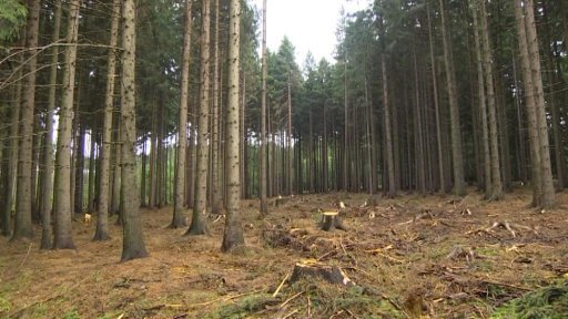Zákaz vstupu do lesů na Žďársku a Havlíčkobrodsku platí dál