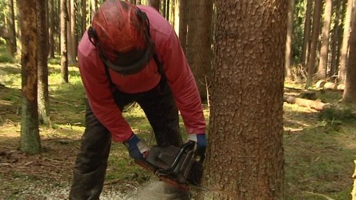 Další spory o kácení na Šumavě