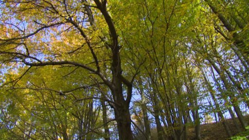 Zákupy na Českolipsku se soudí se státem o les za desítky milionů