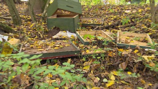 Zloději ukradli na Pardubicku 600 tisíc včel