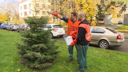Krádeže stromků ve městech