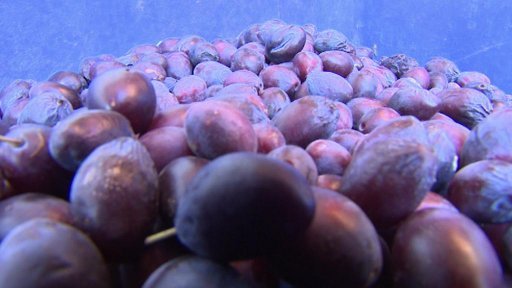 Pálenice na severu Čech začínají zpracovávat ovocný kvas