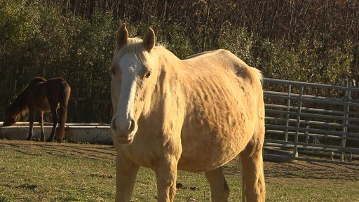 Dražba týraných koní v Rousínově na Rakovnicku se dnes nekonala