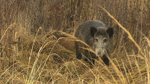 V Mníšku pod Brdy se chystají dva plošné odstřely přemnožených divokých prasat