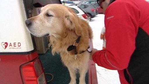 Vedení šumavského parku láká na koně i záchranářského psa