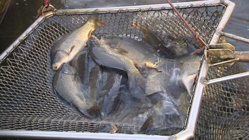 Rybáři začali zásobovat předvánoční trh