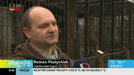 Tygři míří do Litvy