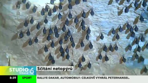 Sčítání netopýrů