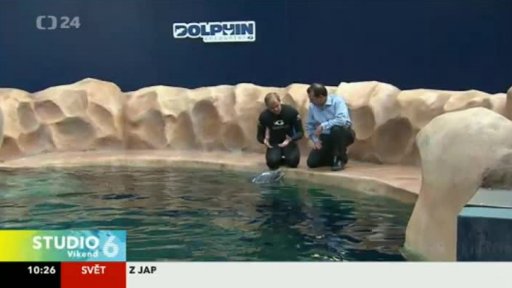 Komunikace delfínů