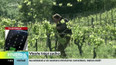 Vinaře trápí sucho