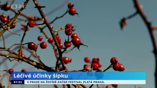 Léčivé účinky šípku