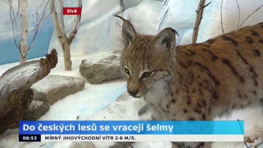 Do českých lesů se vracejí šelmy