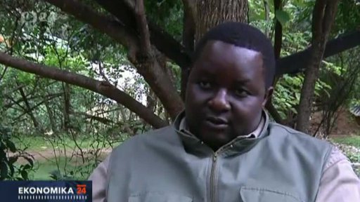 Pěstování tabáku v Zimbabwe