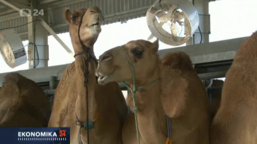 Velbloudí mléko má dobýt svět