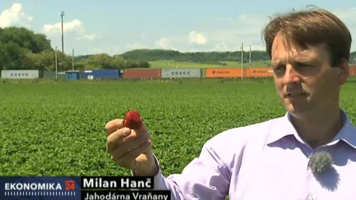 Produkce českých jahod