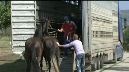 Koňské maso na evropském stole