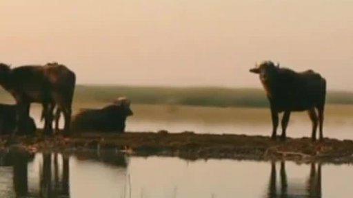 Irák: rajská zahrada v mokřadech