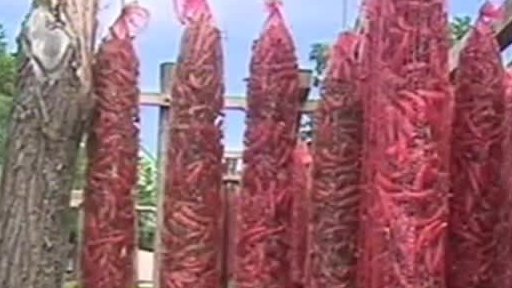 Maďaři bojují za tradiční papriku