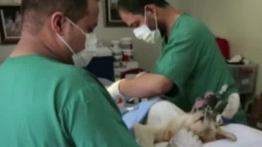 Bojoval v Afghánistánu, stará se o psy