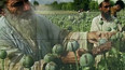 Afghánistán: rekord v pěstování opia