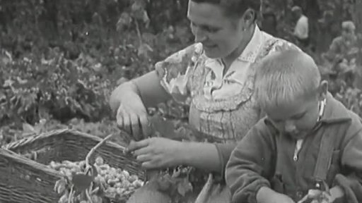 Žatecký chmel (1946)