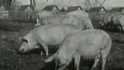 Sběr kuchyňských odpadků (1948)