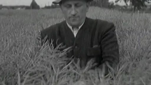 Řepka (1949)