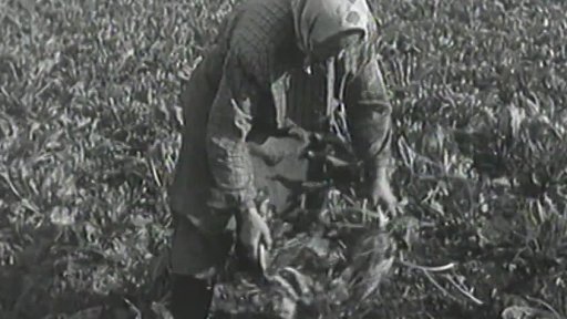 Sklizeň cukrovky (1950)