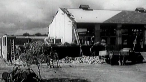 Stavba kravínů (1950)