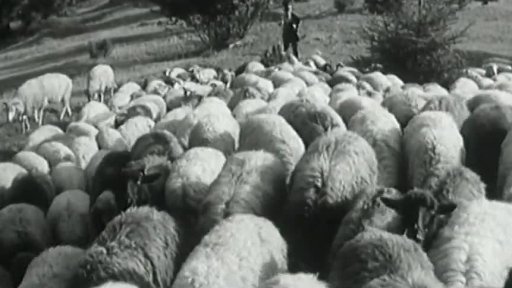 Ovce na Slovensku (1963)