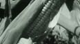 Kukuřice v Uzbekistánu (1962)