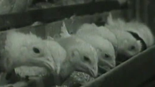 Ošetřovatelky kuřat (1963)