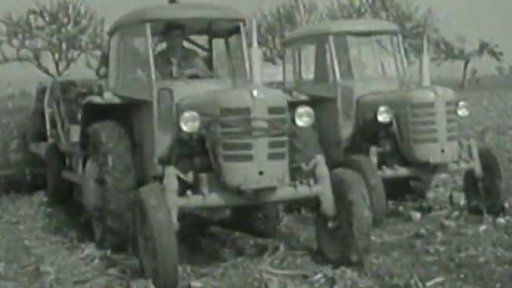 Sklizeň cukrovky (1963)