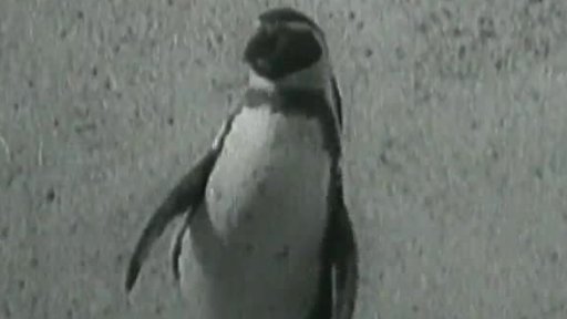 Jezevčík nebojsa (1956)