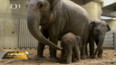 Narození slůněte v zoo