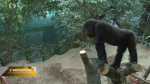 Moja porodila mládě