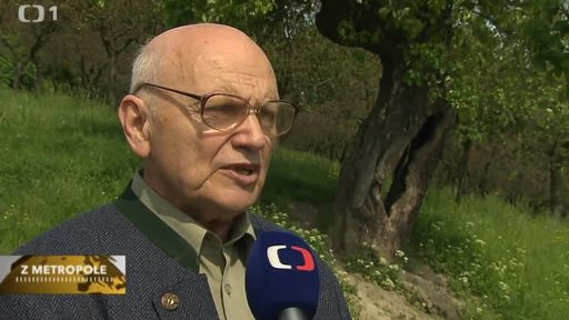 Letní seriál: Památné jasany