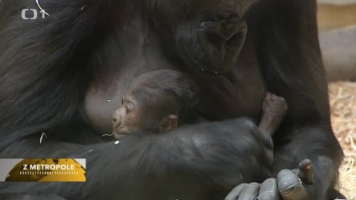 50 let goril v Zoo Praha