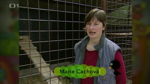 Vrabčák Lojza - Záchranná stanice Pasička