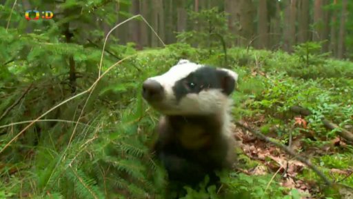 Zvířecí miniportréty č. 1