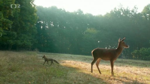 Zvířecí miniportréty