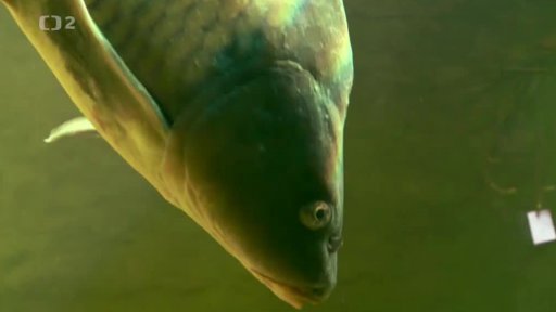 Zvířecí miniportréty