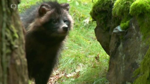 Zvířecí miniportréty: Nebezpečný vetřelec