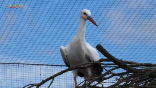 Ekocentrum Čapí hnízdo