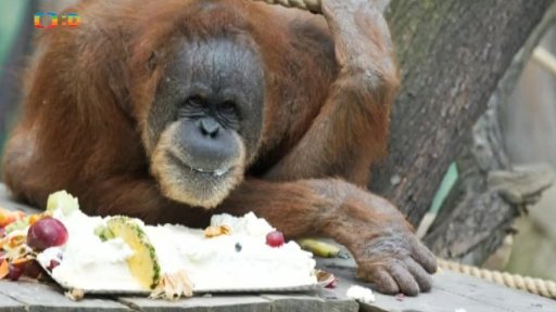 Šéfkuchařem v ZOO, Jablkobraní a Zvíkovské slavnosti