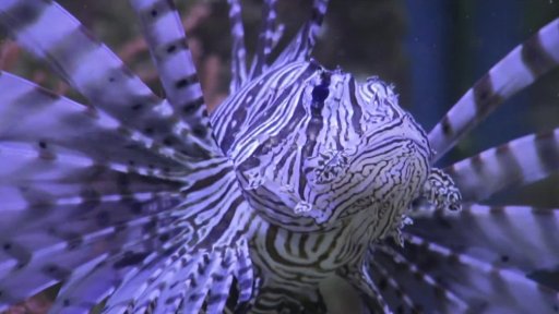 Rajské ostrovy - Zoo Děčín