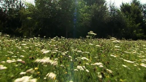 Louka nebo trávník