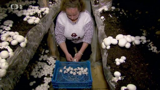 Pěstování hlívy a žampionů