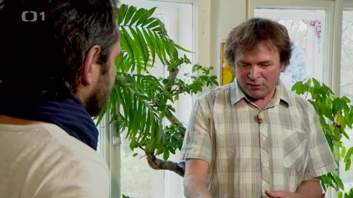 Pokojové rostliny – umístění